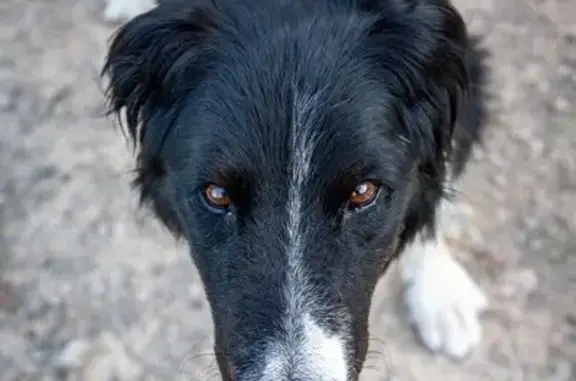 Chien perdu Salernes, photo : Vieux chien noir et blanc disparu à Salernes