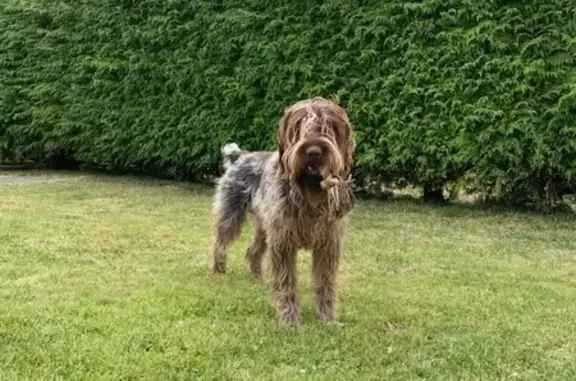 Chien perdu , photo : Griffon Kortal perdu à Saint-Paul-du-Vernay