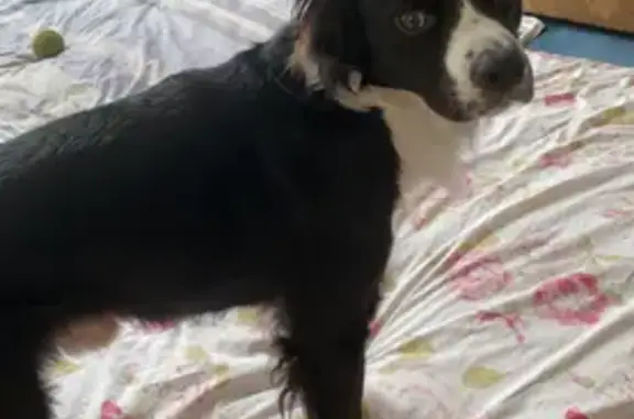 Sisco, chien perdu à Limoges - photo