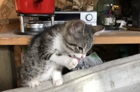 Chaton trouvé près du Bois Brincon - photo