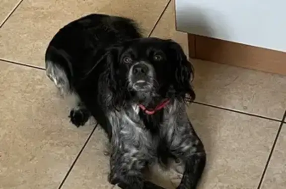Chien perdu Lusanger, photo : Épagneul Breton perdu à Lusanger