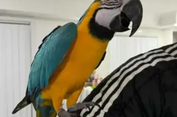 Lost Blue & Yellow Macaw in Liverpool