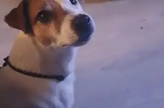 Chien perdu Béziers, photo : Jack Russel 11 ans perdu à Béziers