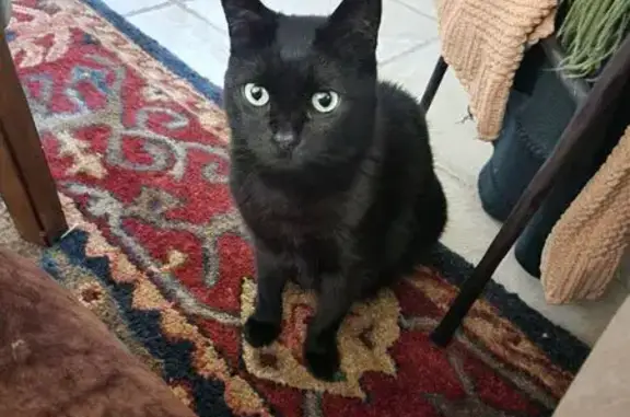 Lost Black Cat on Orvis Ave, San Jose