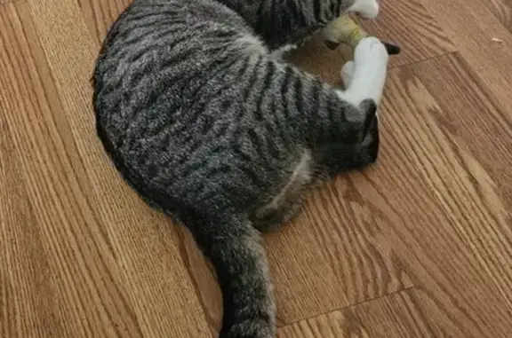 Lost Male Tabby Cat in Evesham Area