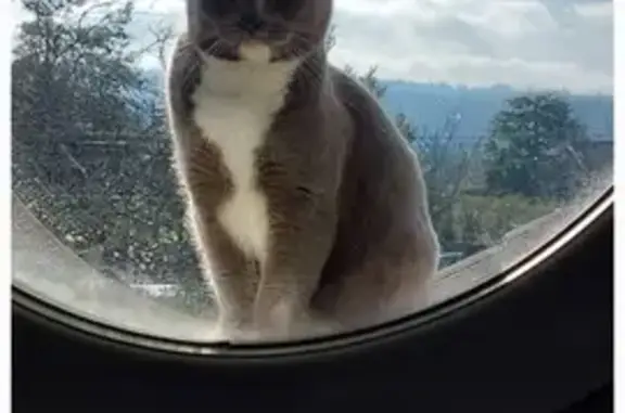 Animaux perdus , photo: Chat gris perdu, tatoué, secteur Fontcouverte