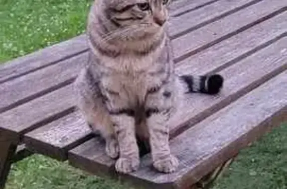 Chat perdu, Abbeville, photo: Chat tigré perdu à Abbeville