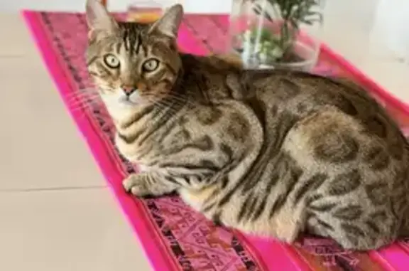 Chat perdu, Solliès-Toucas, photo: Bengal perdu après orage à Solliès-Toucas