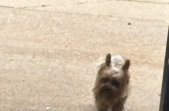 Missing Yorkie: Last Seen on Fairpoint Dr