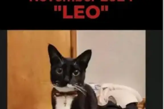 Lost Cat: Small Black & White Leo - Reward!