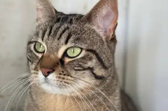 Chat européen tigré perdu à Annecy - photo