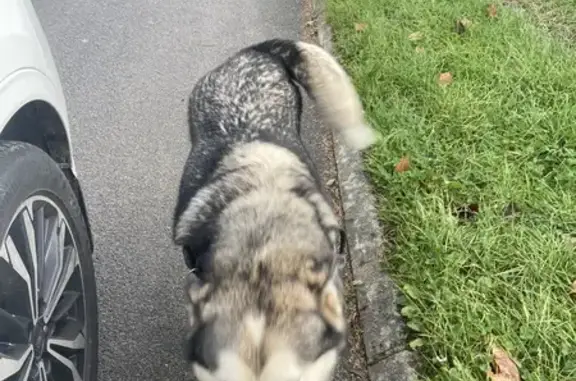 Deux huskys trouvés à Rampillon - photo