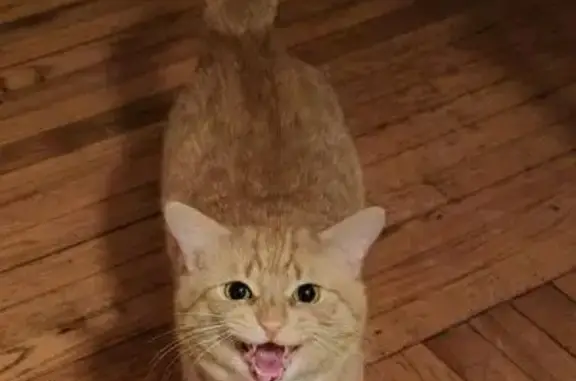 Lost Orange Shorthair in Redford Twp