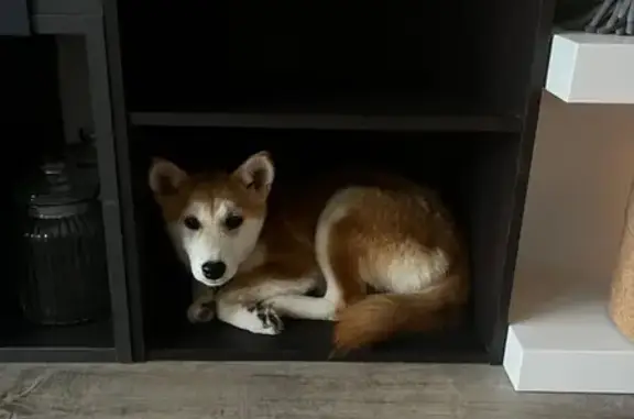 Chien perdu Plouër-sur-Rance, photo : Chienne Shiba disparue à Plouër-sur-Rance