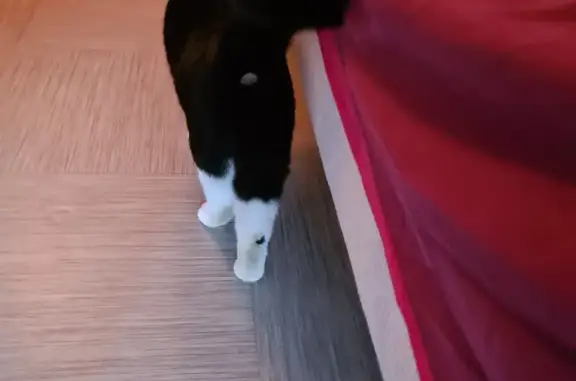 Animaux trouvés Houilles, photo: Chat trouvé avec tâche noire Rue Hoche, Houilles