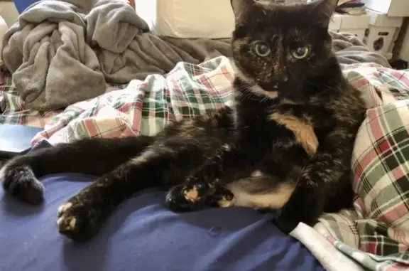 Lost Tortie Cat: Friendly & Playful, Somerville