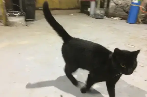 Chat trouvé , photo: Chaton noir trouvé à Marseilles-lès-Aubigny