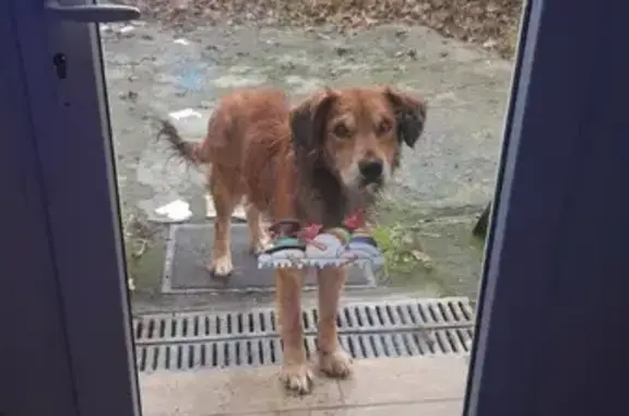 Chien maigre trouvé à Saint-Yzan-de-Soudiac - photo