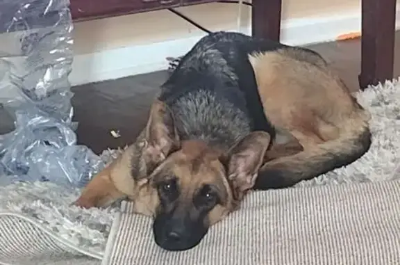 Lost German Shepherd: Chucha, Red Collar