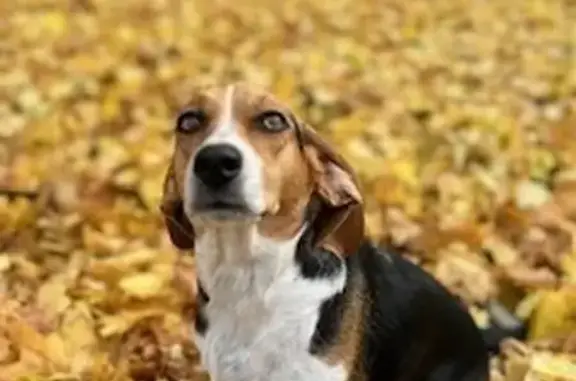 Lost Beagle Bella: Black & Brown Beauty