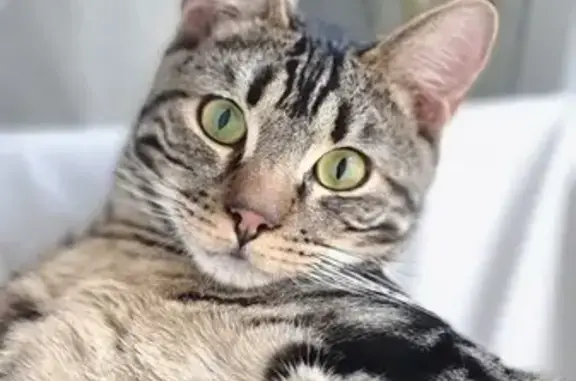 Chat perdu, Saint-André-les-Vergers, photo: Chat noir-marron perdu à St-André-les-Vergers