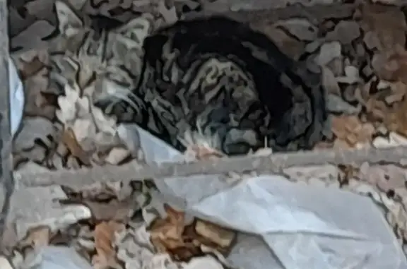 Chat européen brun foncé trouvé à Lutzelhouse - photo