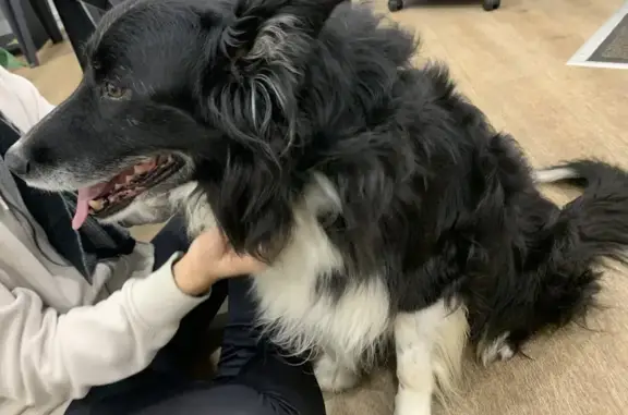 Animaux trouvés Saint-Martin-du-Vivier, photo: Chien trouvé: Border Collie 9 ans, Lupo
