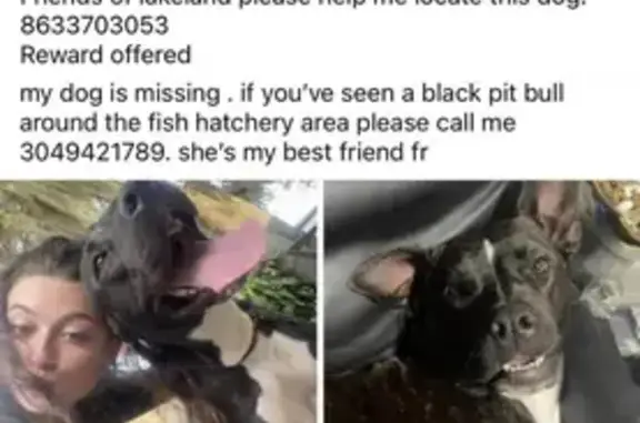 Reward for Missing Female Pitbull