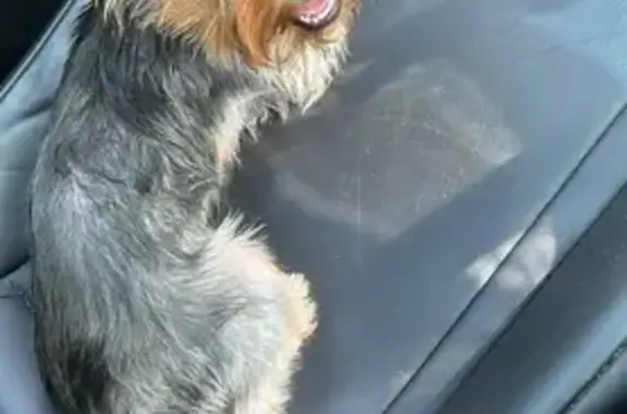 Lost Yorkie Puppy on East Myrrh St