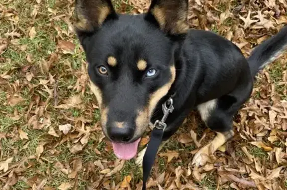 Found: Unique Dog with Two-Tone Eyes