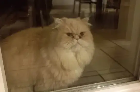 Animaux trouvés Marckolsheim, photo: Chat trouvé, Rue Mal Foch, Marckolsheim