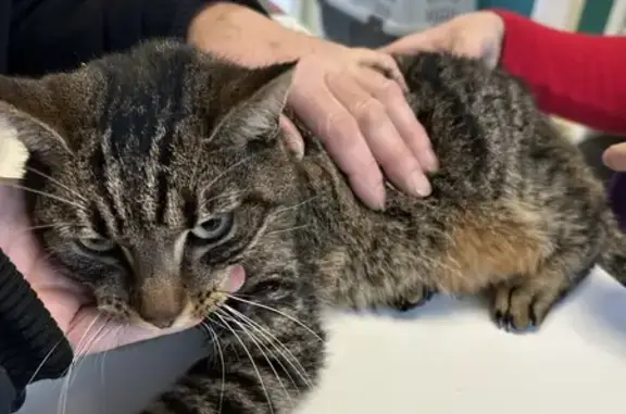 Chatte tigrée trouvée à Allonnes - photo