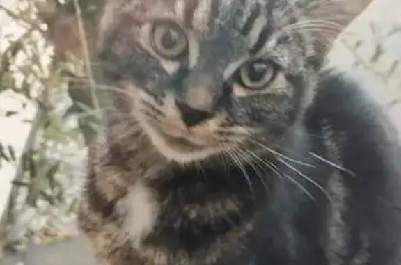 Chat trouvé , photo: Chaton trouvé à Serrouville, Grand Est