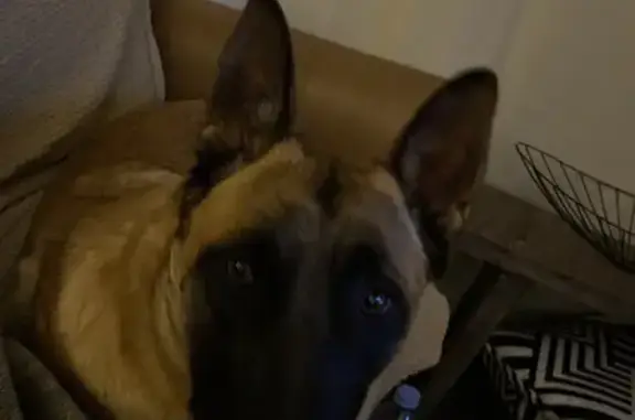 Malinois mâle trouvé à Saint-André-des-Eaux - photo