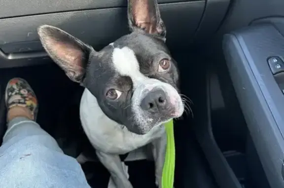 Found: Sweet Boston Terrier at MS Rescue