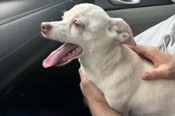 Found: Sweet White Chihuahua in Tempe