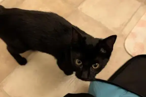 Friendly Black Kitty Found in Acworth!