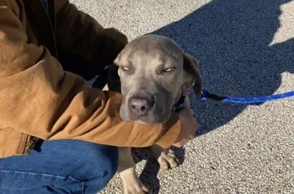 Found: Young Grey Weimaraner Mix in Waukegan