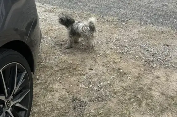 Sweet Female Shih Tzu Found on Gateway Dr