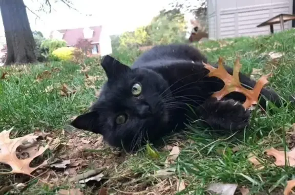 Friendly Black Cat Missing on Janet Ave