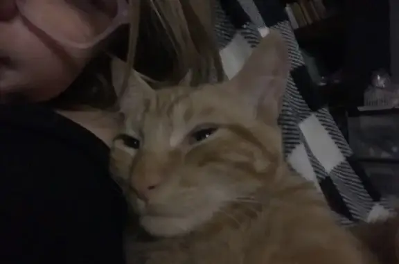 Missing: Medium Fluffy Orange Cat