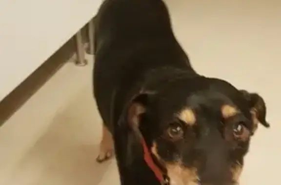 Chien trouvé à La Moutonne, La Crau - photo