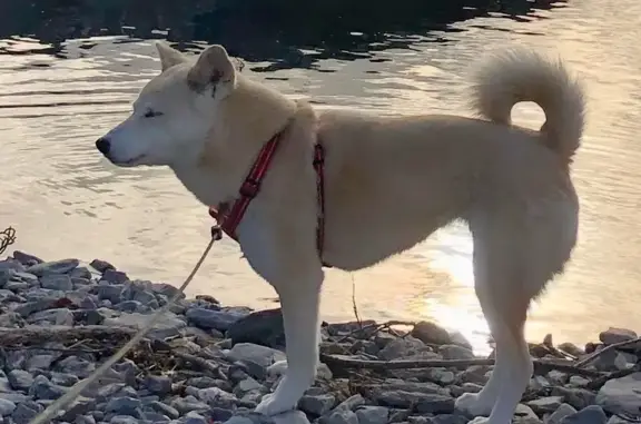 Animaux perdus , photo: Chien perdu : KONA, type Shiba/Punsan