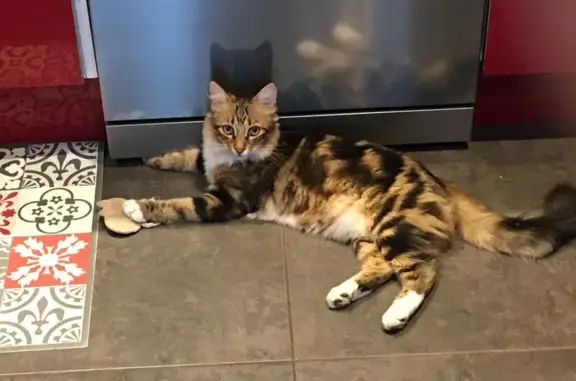 Animaux perdus Châteauneuf-les-Martigues, photo: Chat européen tigré-blanc perdu à Châteauneuf