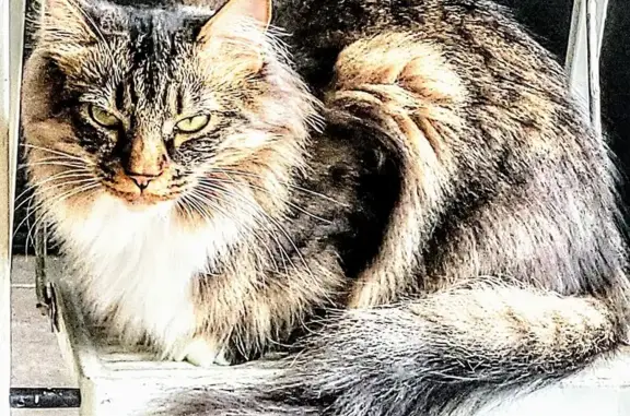 Chat perdu, Sète, photo: Chat tigré mâle perdu à Sète
