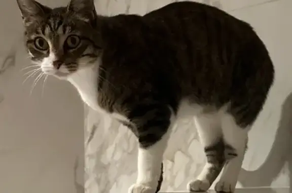 Chat perdu, Cagnes-sur-Mer, photo: Chat perdu à Cagnes-sur-Mer
