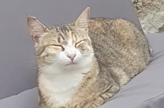 Chatte tigrée disparue à Châtellerault - photo