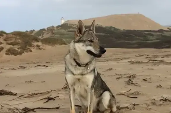 Chien perdu , photo : Chiens disparus à Branceilles
