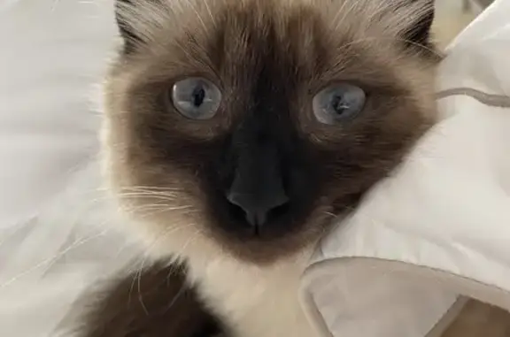 Chat perdu, Saint-Malo, photo: Chat perdu : jeune femelle crème yeux bleus