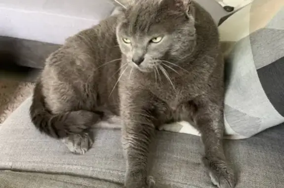 Chat perdu, , photo: Grand chat gris perdu au Tilleul